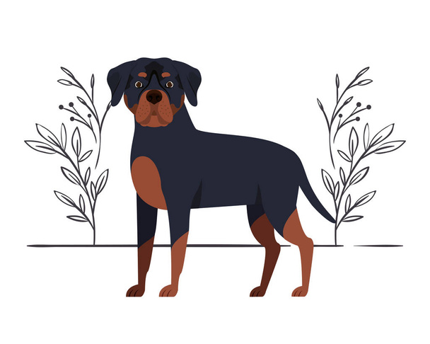 cute rottweiler dog on white background - Vector, Image