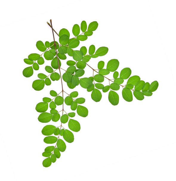 haara vihreä moringa lehdet, Trooppiset yrtit eristetty valkoinen
  - Valokuva, kuva