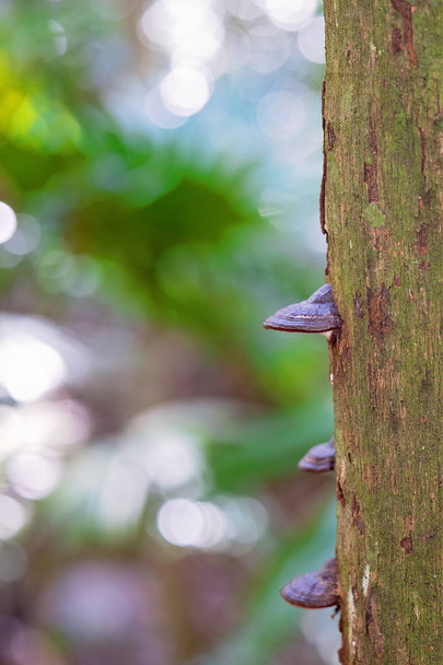 Μύκητες καλλιέργεια σε ένα τροπικό δέντρο κορμό - Φωτογραφία, εικόνα