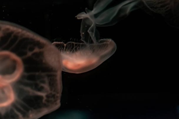 Mořský měsíc medúzy na černém pozadí, zblízka - Fotografie, Obrázek
