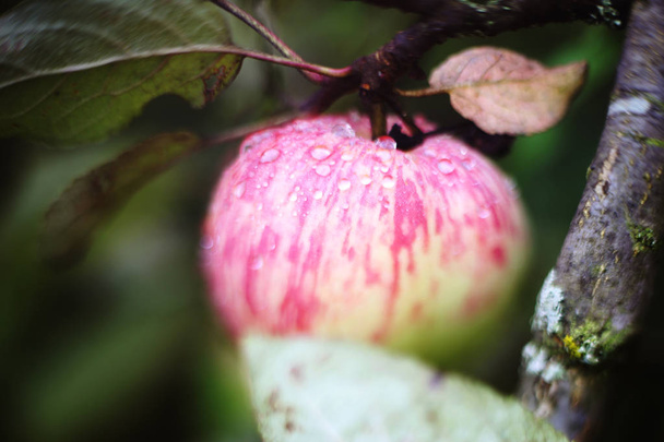 tuoreita kypsiä omenoita puussa lähikuva valokuva sadepisaroilla
 - Valokuva, kuva