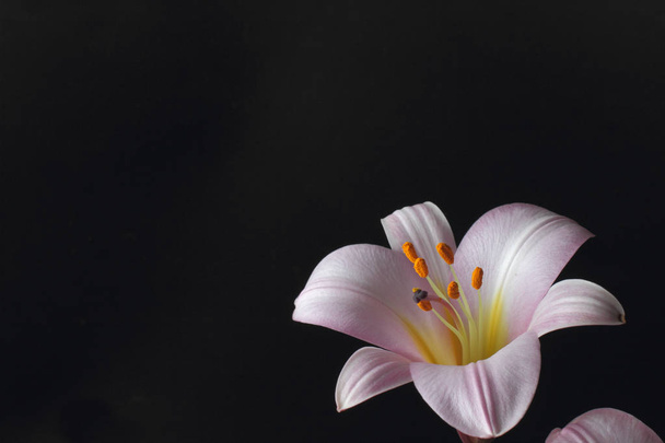 Large pink lily flowers on a black background, copy space, bright natural color, high contrast. - Fotó, kép