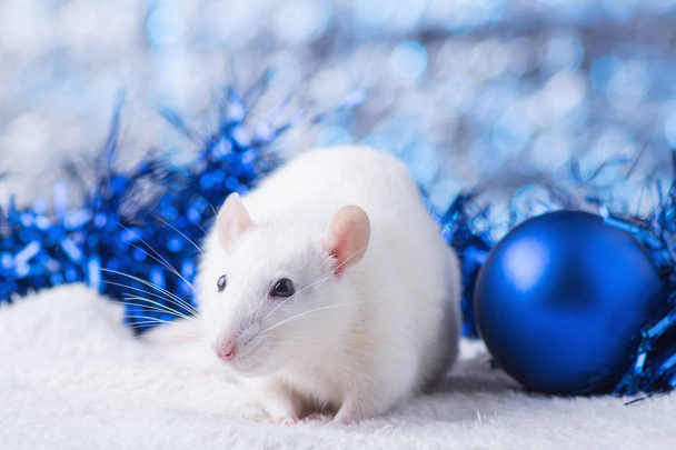 Happy New Year! Symbol of New Year 2020 - white or metal (silver) rat. Cute rat with Christmas decorated - Fotoğraf, Görsel