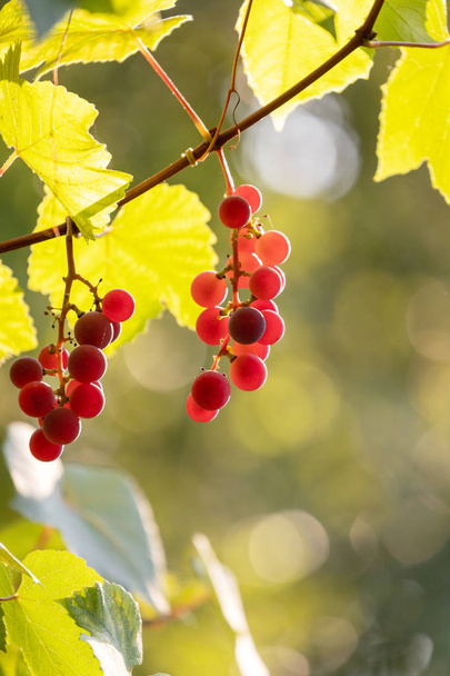 Szőlőhajtások vörös szőlővel. - Fotó, kép