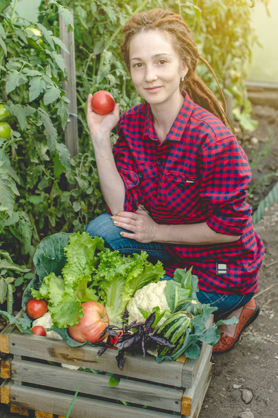 Młoda rolniczka zbiera świeże pomidory warzywne w szklarni. Surowce ekologiczne uprawiane w gospodarstwie - Zdjęcie, obraz