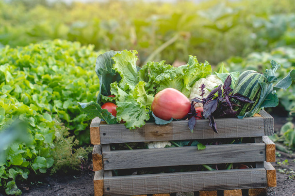 Krabice s čerstvou zeleninou a zeleným salátem na tmavém pozadí. Organické surové produkty pěstované v zemědělském podniku. - Fotografie, Obrázek