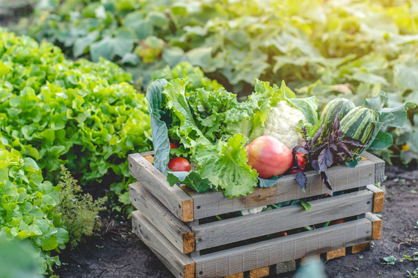 Caja con verduras frescas y ensalada verde sobre un fondo oscuro. Productos básicos ecológicos cultivados en la granja
. - Foto, imagen