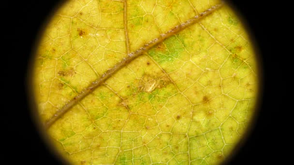 Macro shot di foglie e piante verdi sono stati analizzati
 - Filmati, video