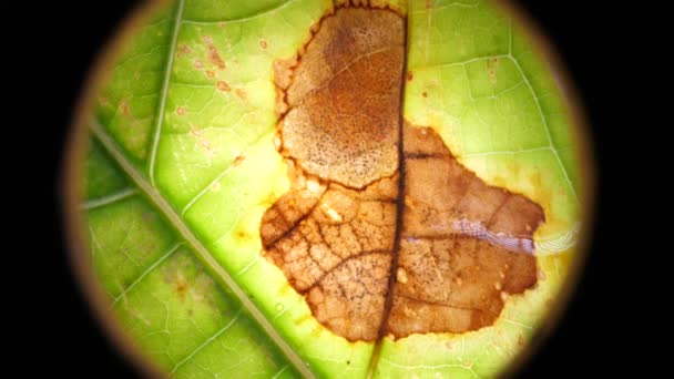 Makroaufnahme grüner Blätter und Pflanzen analysiert - Filmmaterial, Video