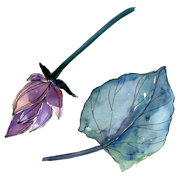 Lotus virág botanikai virágok. Akvarell háttér illusztráció meg. Különálló Lotus illusztrációs elem. - Fotó, kép