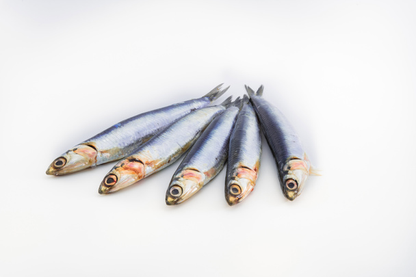 Healthy food. Fresh sardines on a white background. Concept of s - Photo, image