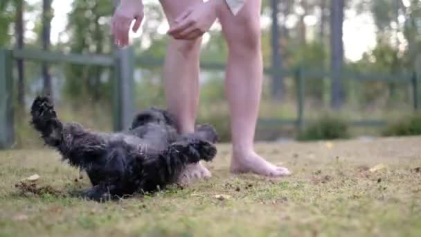 Μικροσκοπικό μαύρο σνάουζερ σκύλος πήδημα ή τοποθέτηση στο πόδι ιδιοκτήτη. Κακή συμπεριφορά του κουταβιού. - Πλάνα, βίντεο