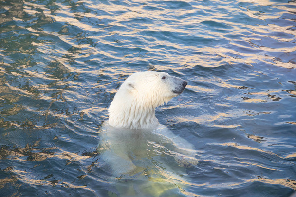 Biały niedźwiedź polarny pływanie w basenie w zoo - Zdjęcie, obraz