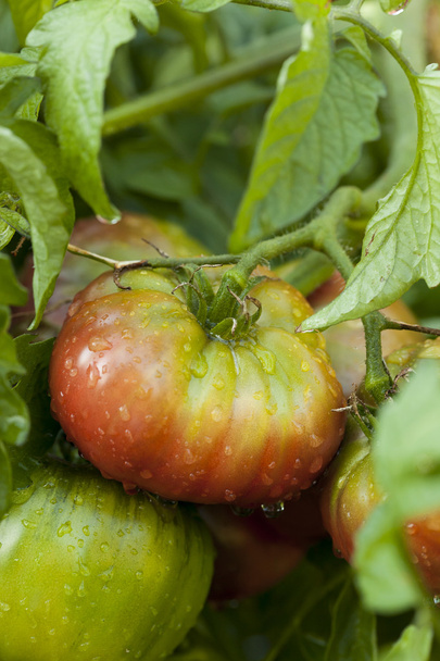 Ripe Organic Heirloom Tomatoes in a Garden - Photo, Image