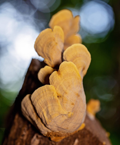 Grzyb na tropikalne drzewo lasów deszczowych - Zdjęcie, obraz