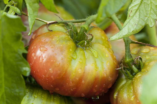 Ripe Organic Heirloom Tomatoes in a Garden - Photo, Image