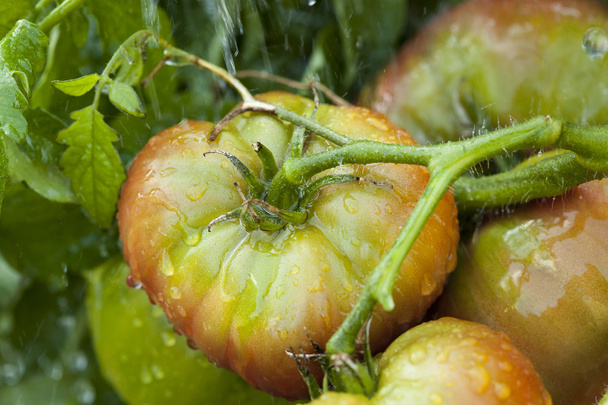 Ripe Organic Heirloom Tomatoes in a Garden - 写真・画像