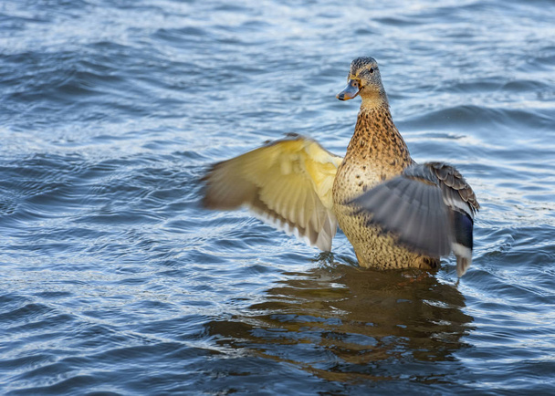 Female wild duck, Mallard Anas Platyrhynchos flaps her wings. Po - Photo, Image