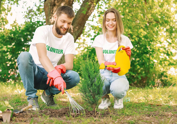Volunteers planting tree in park - Foto, Bild