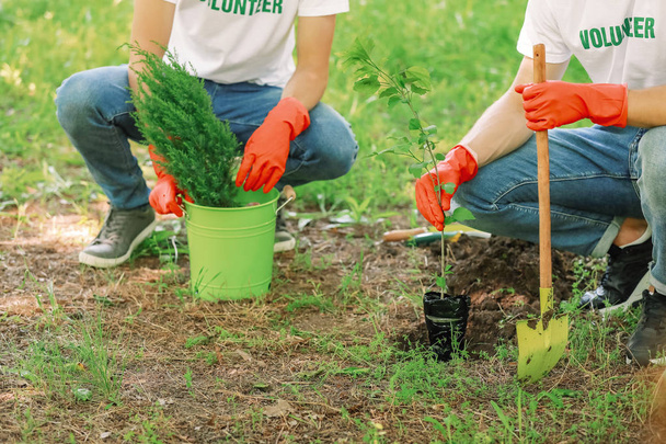 Voluntarios plantando árboles en el parque
 - Foto, Imagen