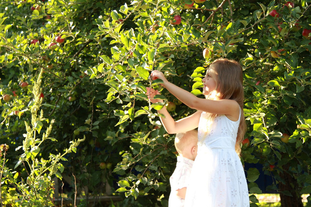 Girl rips off apples from the tree - Фото, изображение