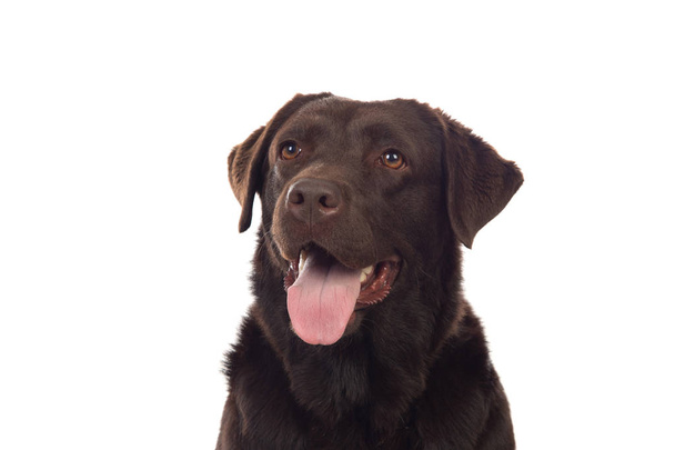 schöner schwarzer Golden Retriever Hund isoliert im Studio auf weißem Hintergrund - Foto, Bild
