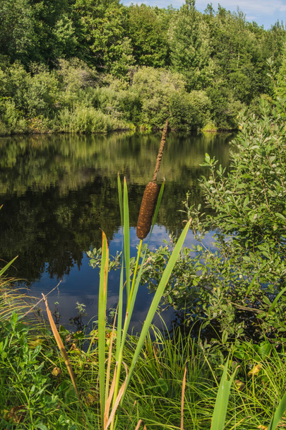 Reed mace lähellä järveä, jossa on peilipinta
 - Valokuva, kuva
