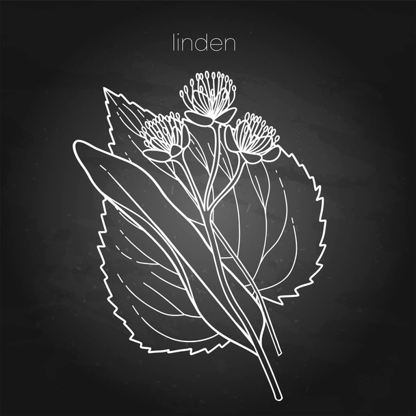 Graphic linden plant isolated on chalkboard background - Wektor, obraz