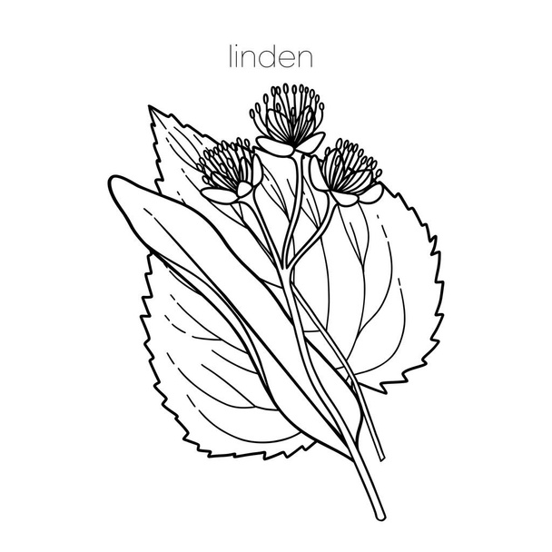Graphic linden plant isolated on white background - Wektor, obraz