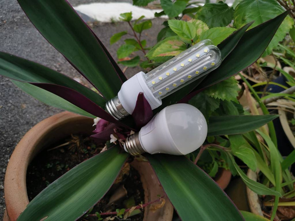 energy saving White LED round or corn shape bulb. - Photo, Image