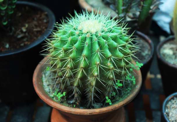 Planta de cactus verde, fondo de pantalla de cactus verde - Imagen
 - Foto, Imagen