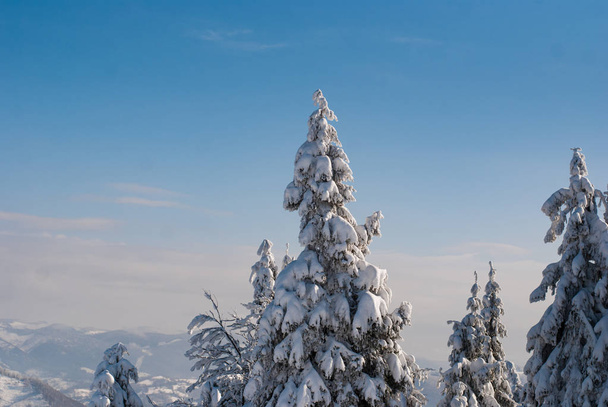 Snow-covered firs on the background of mountains - Fotó, kép