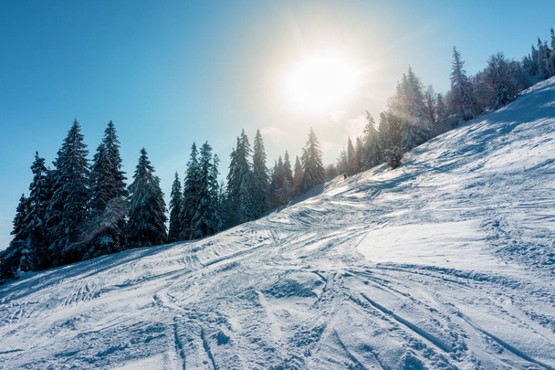 Snow-covered fir on the slope of the mountain - Fotoğraf, Görsel