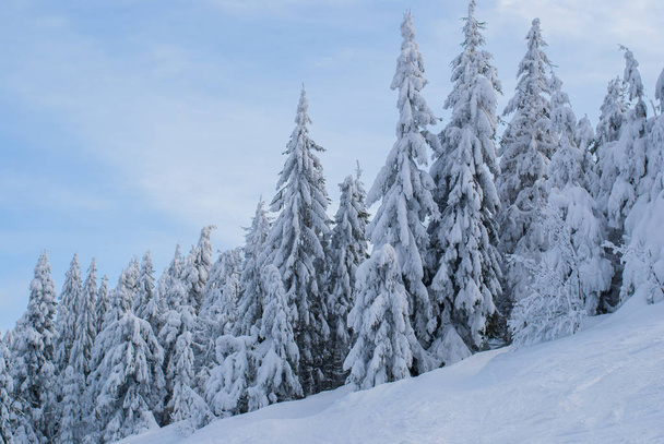 Snow-covered firs in the woods in winter - Foto, Imagen