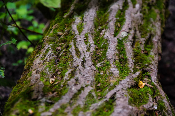 Cesta skrz zelený les. přírodní pozadí - Fotografie, Obrázek