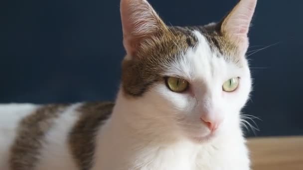 Porträt einer jungen hochmütigen Katze. Tabby-Katze sieht aus wie ein Löwe wirbelt seinen Kopf hört dann beugt seinen Kopf - Filmmaterial, Video