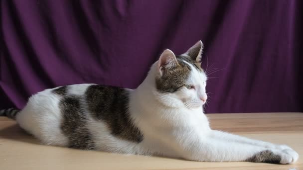 Portrait de Jeune Vilain Fier Stately Arrogant Cat. Tabby Cat Looking Like a Lion Twirls His Head Écoute puis incline sa tête
 - Séquence, vidéo