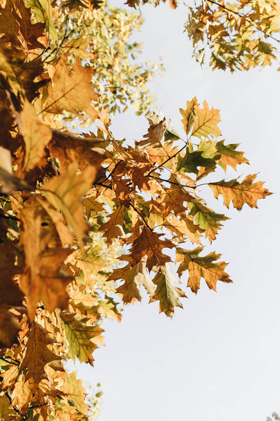 Herfst, herfst samenstelling. Prachtige bomen met gele, oranje en groene eikenbladeren. Herfst concept en natuurlijke achtergrond.  - Foto, afbeelding