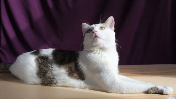 Portret van jonge Haughty trotse arrogante kat. Tabby kat op zoek als een leeuw twirls zijn hoofd luistert dan buigt zijn hoofd - Video