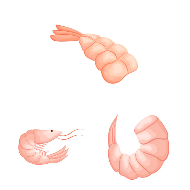 Vector illustration of shrimp and crab logo. Set of shrimp and sea stock vector illustration. - Vektor, obrázek