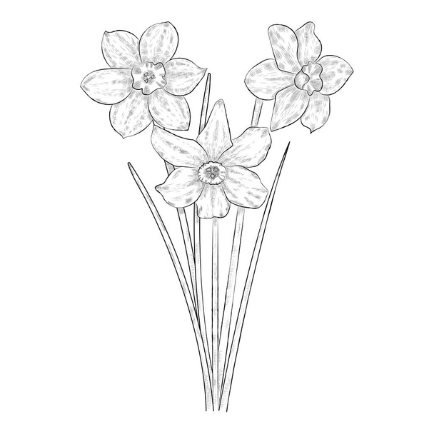 Narsist çiçeklerin elle çizilmiş siyah beyaz çizimi. Vektör Eps 10. - Vektör, Görsel