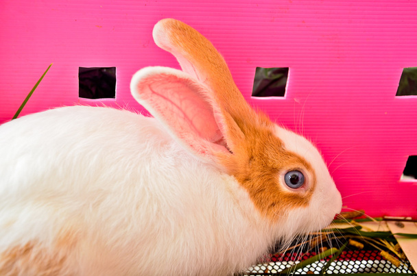beyaz tavşan - Fotoğraf, Görsel