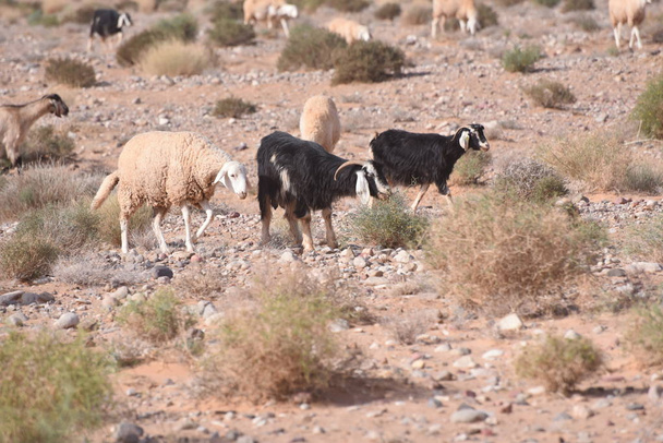 羊砂漠ストック写真 - 写真・画像