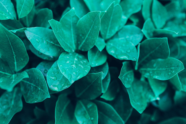 Nature background with closeup of wet green leaves. - Foto, Imagem