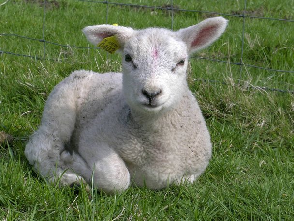 小さな愛らしい子羊、フレンドリーに見える、草の上に横たわって. - 写真・画像