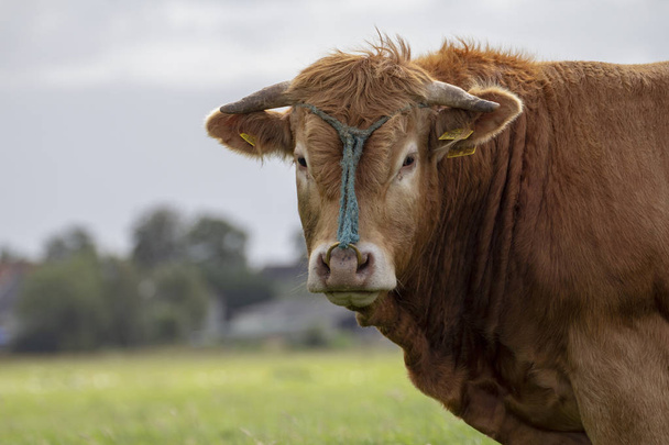 Maglia marrone corna di mucca, con corna e una corda blu e un anello
. - Foto, immagini