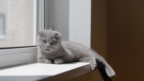 Lop-eared british kitten on the windowsill - Кадры, видео