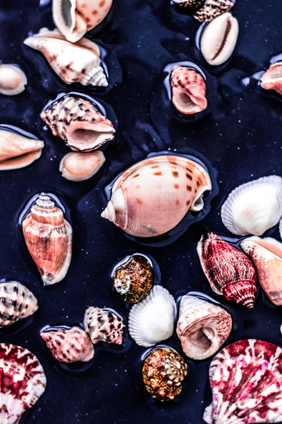 海の貝殻の背景、夏の目的地とビーチホリデーt - 写真・画像