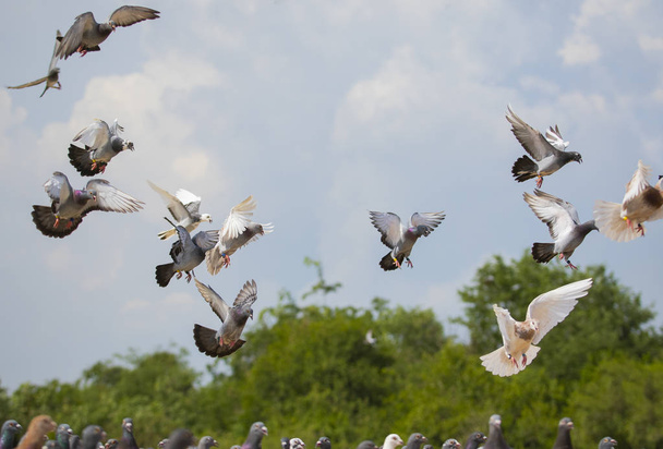 stormo di velocità corsa piccione ibrido di volo
  - Foto, immagini