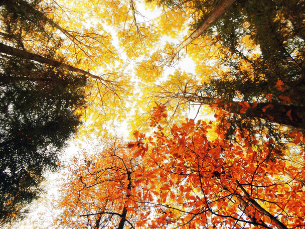Outono paisagem floresta com folhas vermelhas amarelas com luz ensolarada
  - Foto, Imagem